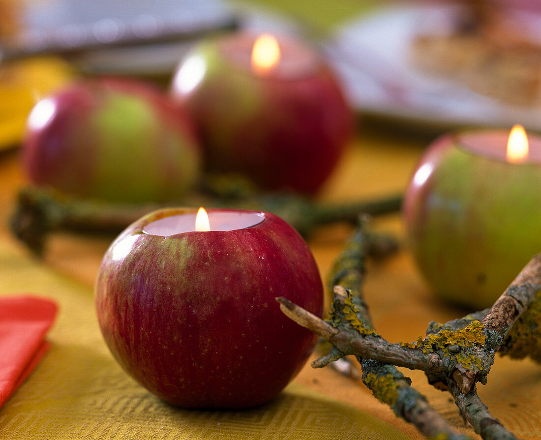 Malus (Äpfel) als Teelichthalter, flechtenbewachsene Zweige