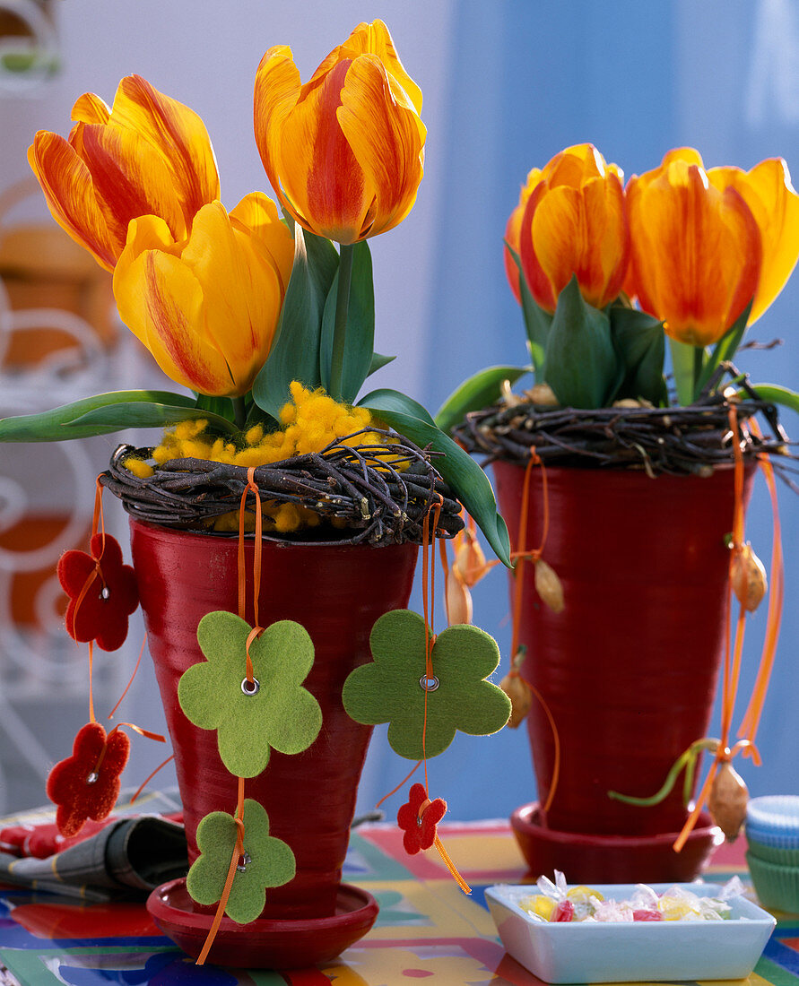 Tulipa (Tulpen), Betula (Birkenkränzchen)