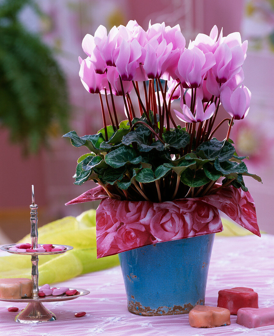 Cyclamen (cyclamen) pink with dark eye