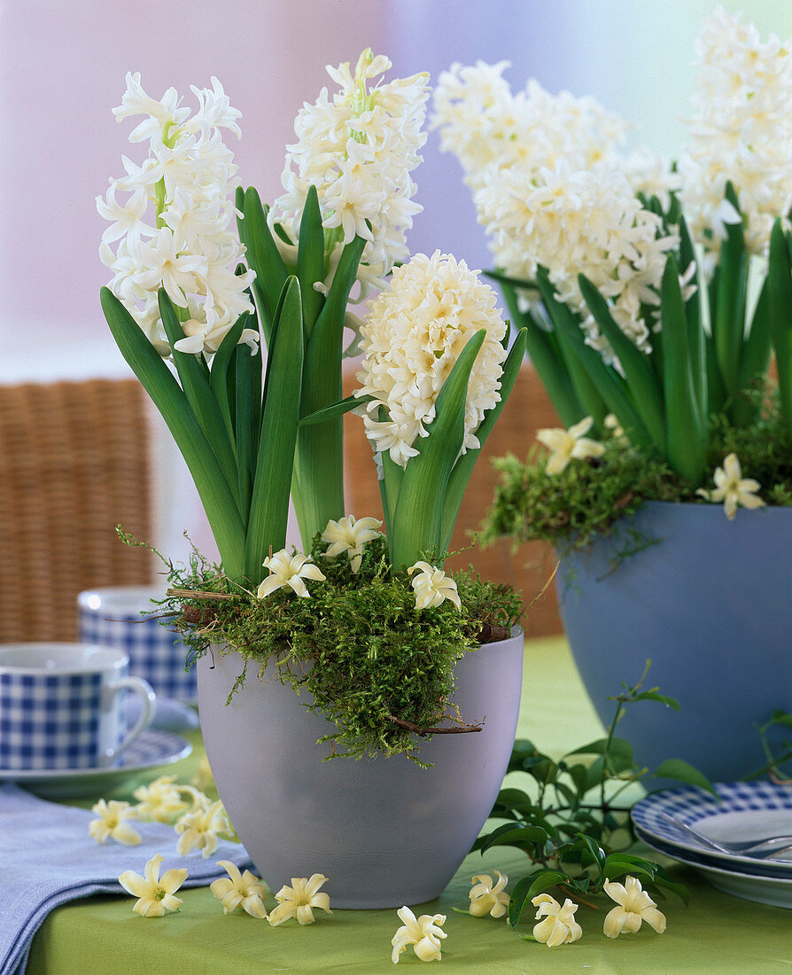 Hyacinthus 'White Pearl' (Hyazinthe) Einzelblüten