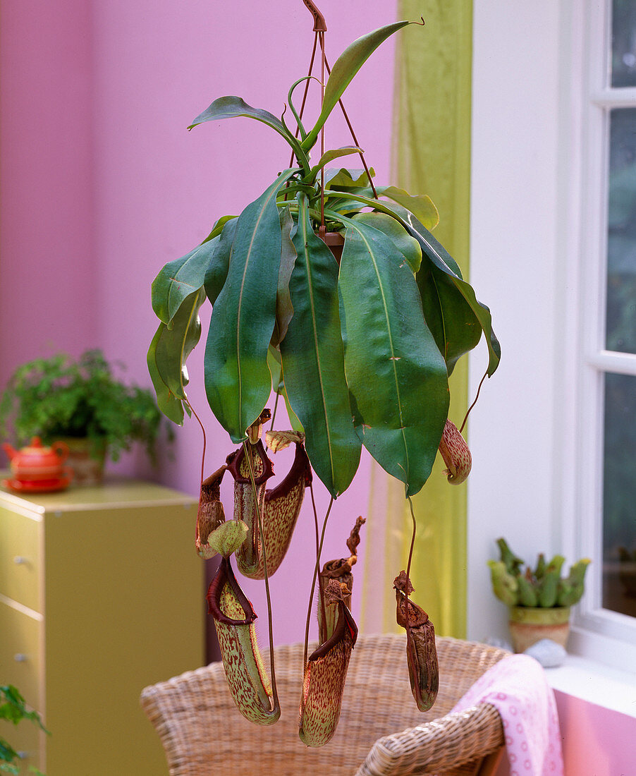 Nepenthes (pitcher plant)