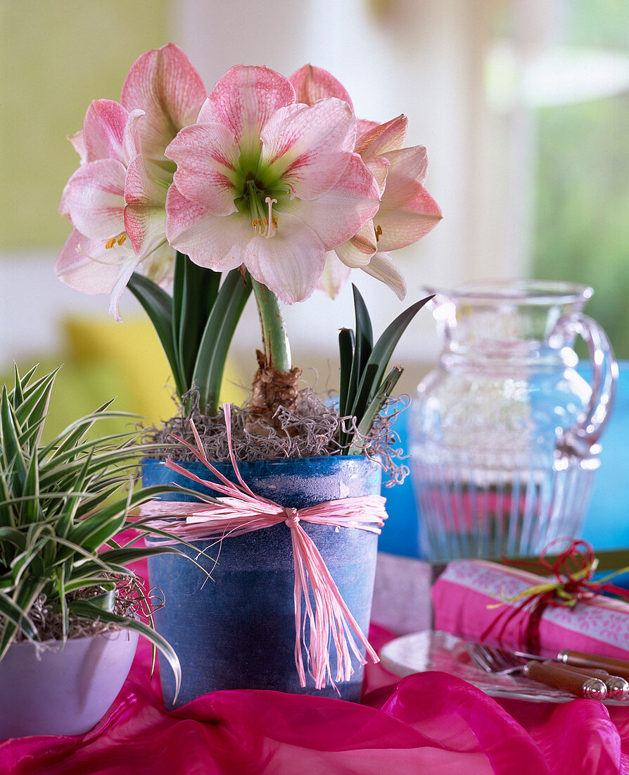 Hippeastrum 'Appleblossom' (Amaryllis)