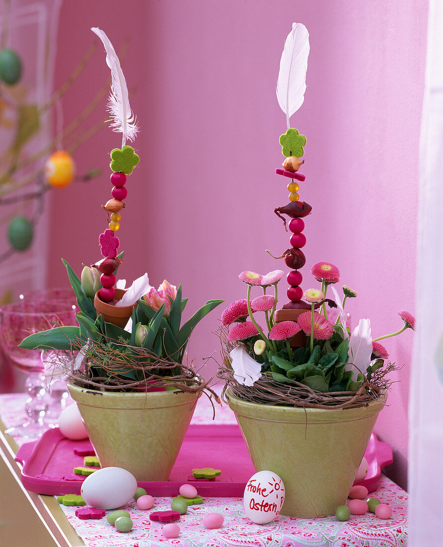 Bellis (pink daisy), Tulipa (pink tulips)