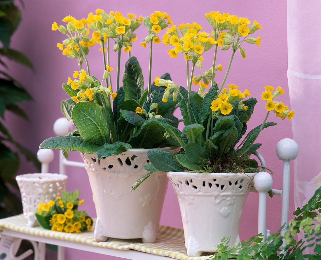 Primula veris 'Cabrillo' (Schlüsselblumen, Himmelsschlüssel)