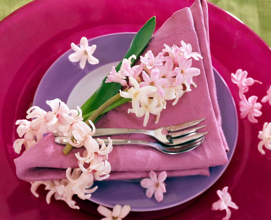 Hyacinthus (pink and white hyacinth)