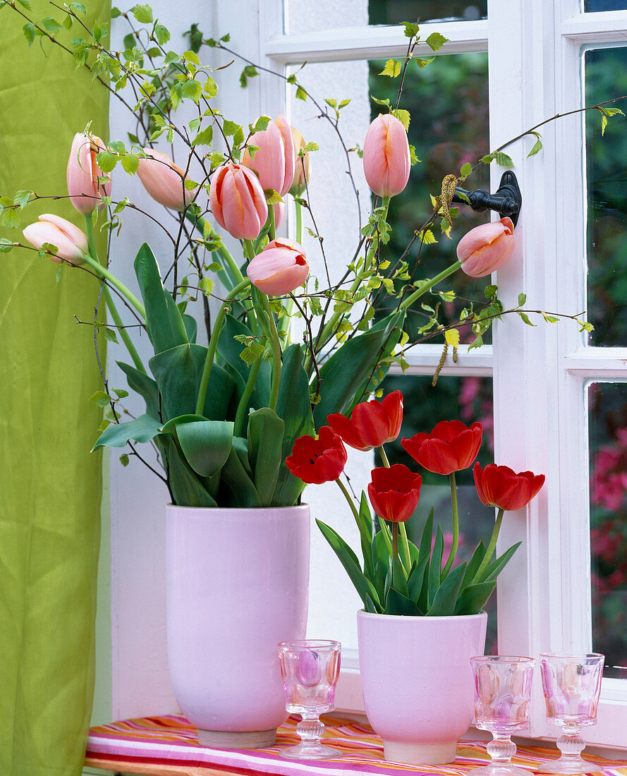 Tulipa (lachsrosa und rote Tulpen)