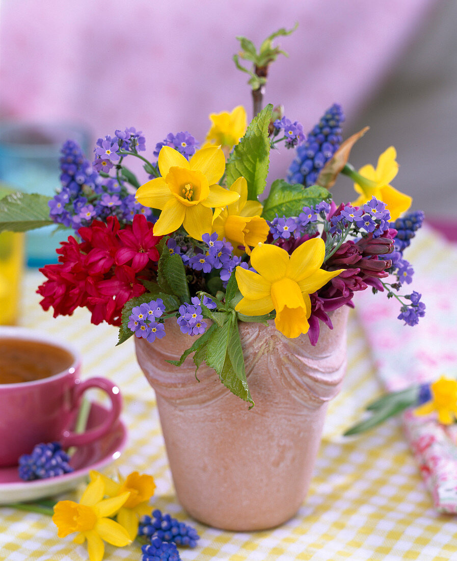 Narcissus (Narcissus), Myosotis (Forget-me-not)