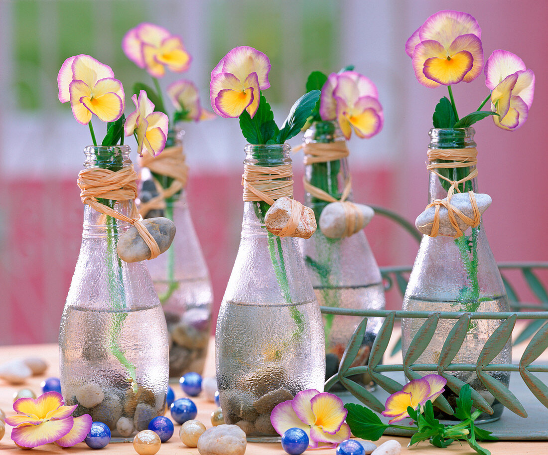 Viola 'Etain' (pansies) in small glass bottles