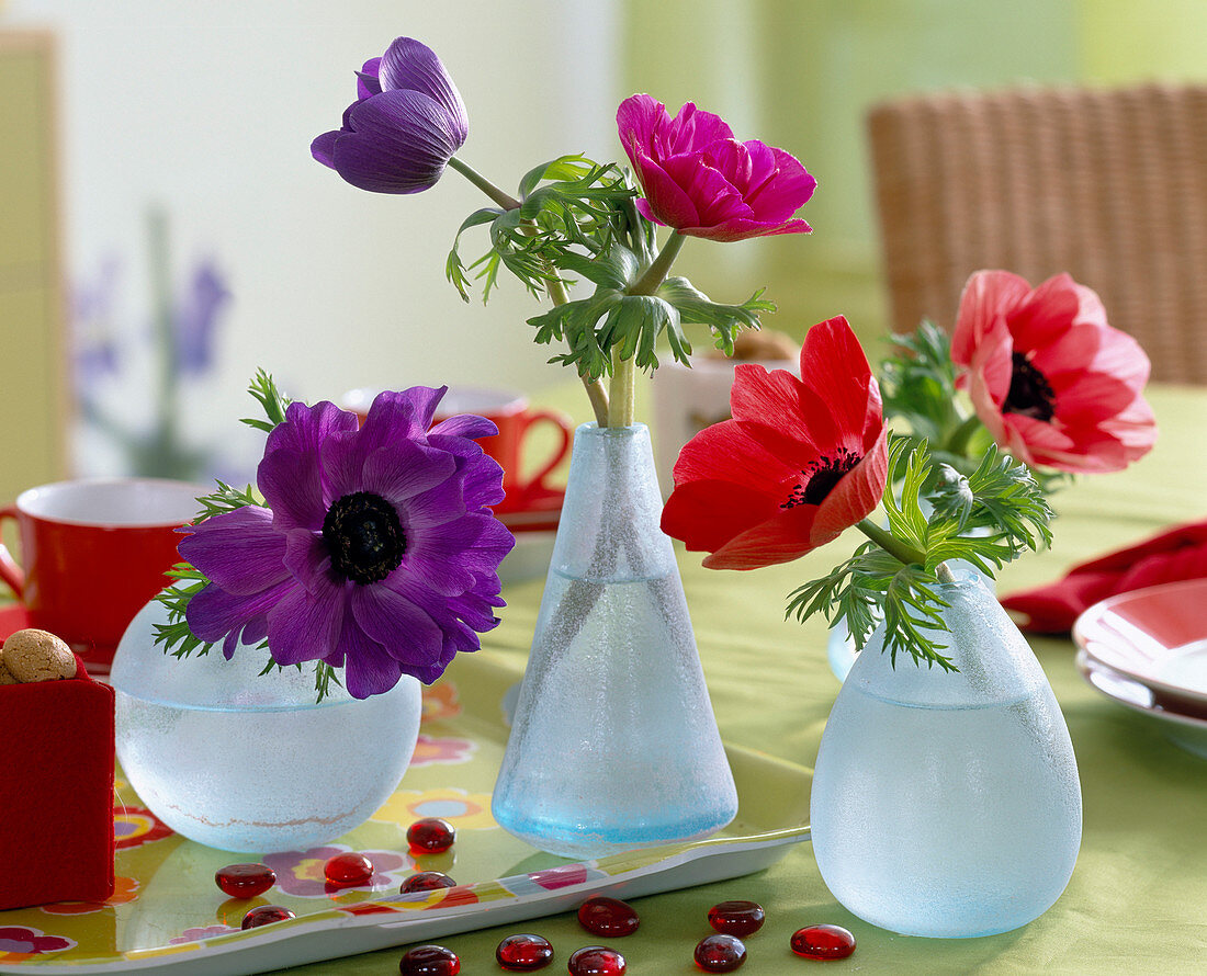 Anemone coronaria (poppy anemone) in glass vases
