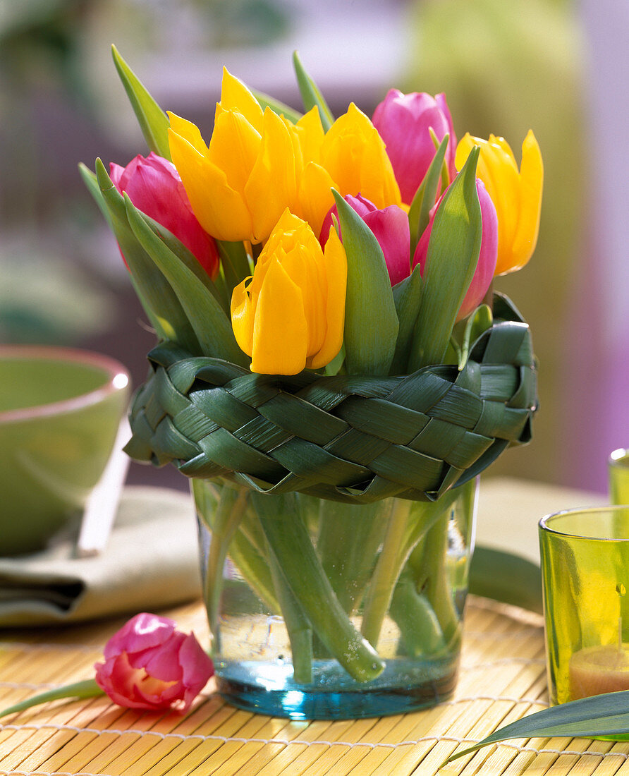Tulipa (tulip) yellow and pink with cuff