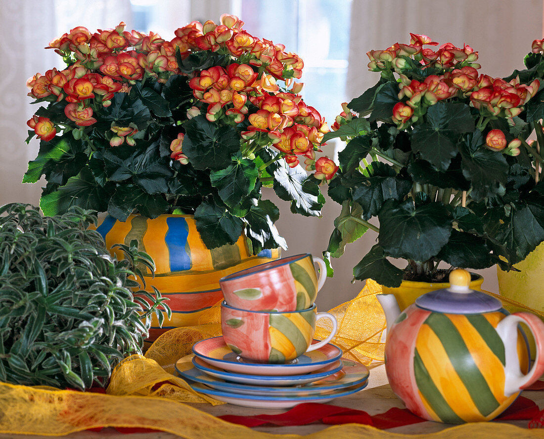 Begonia Elatior hybrid