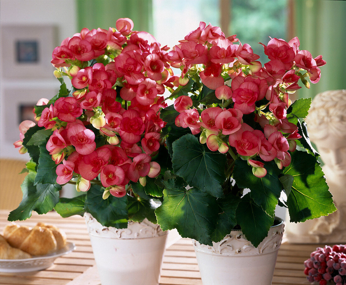 Begonia-elatior-Hybr.