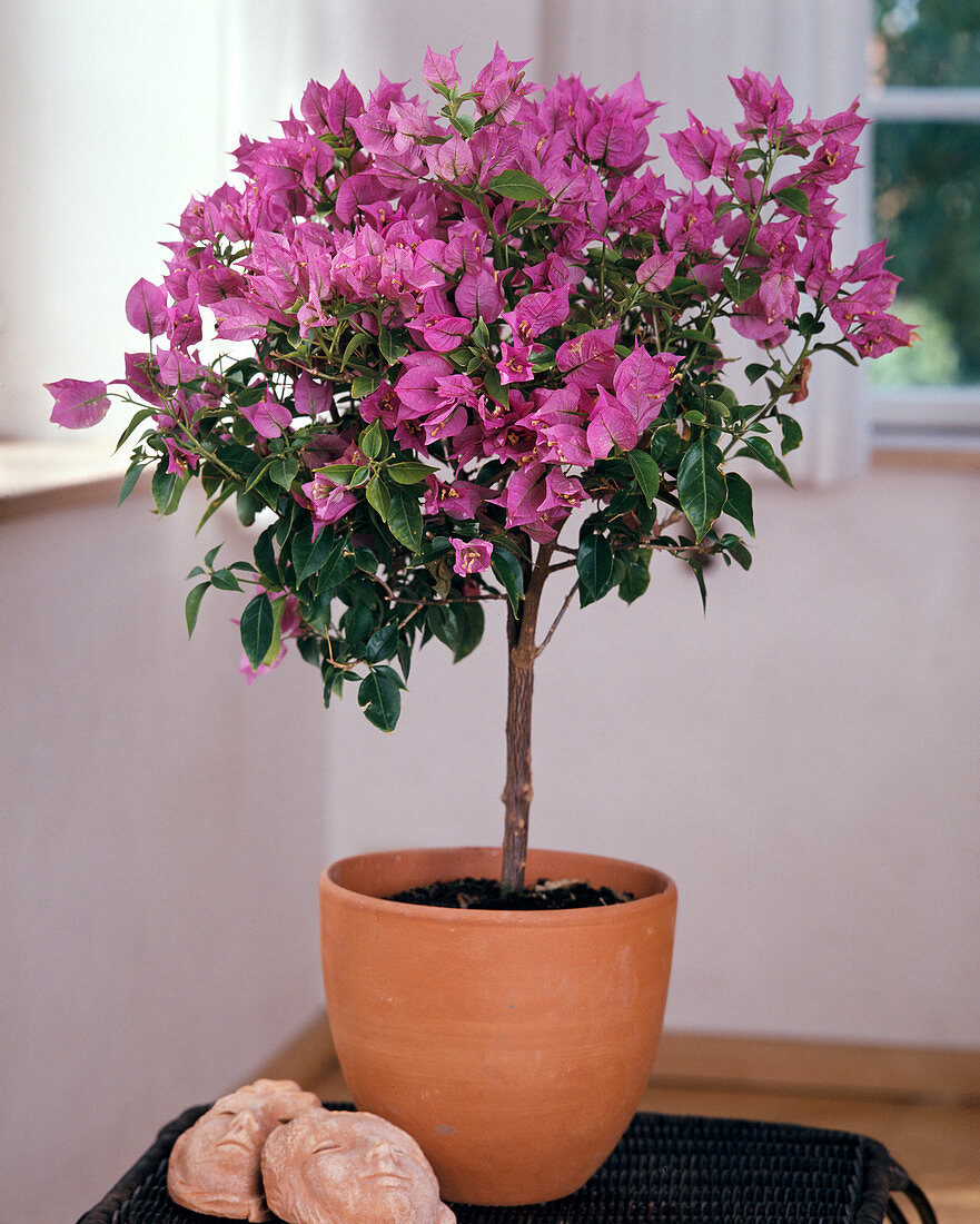 Bougainvillea glabra