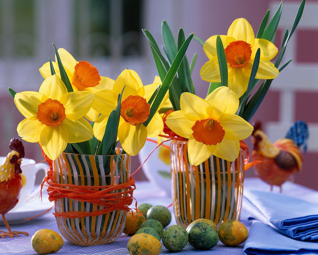 Narcissus 'Red Devon' (Narzissen)