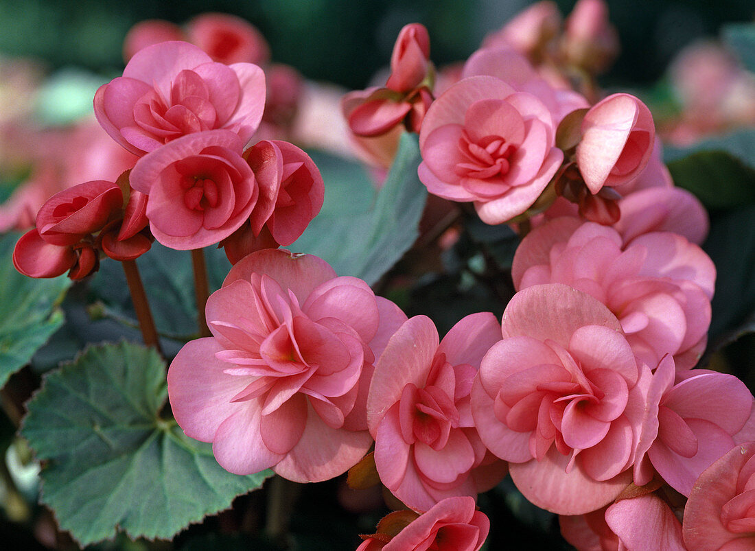 Begonia Elatior-Hybride