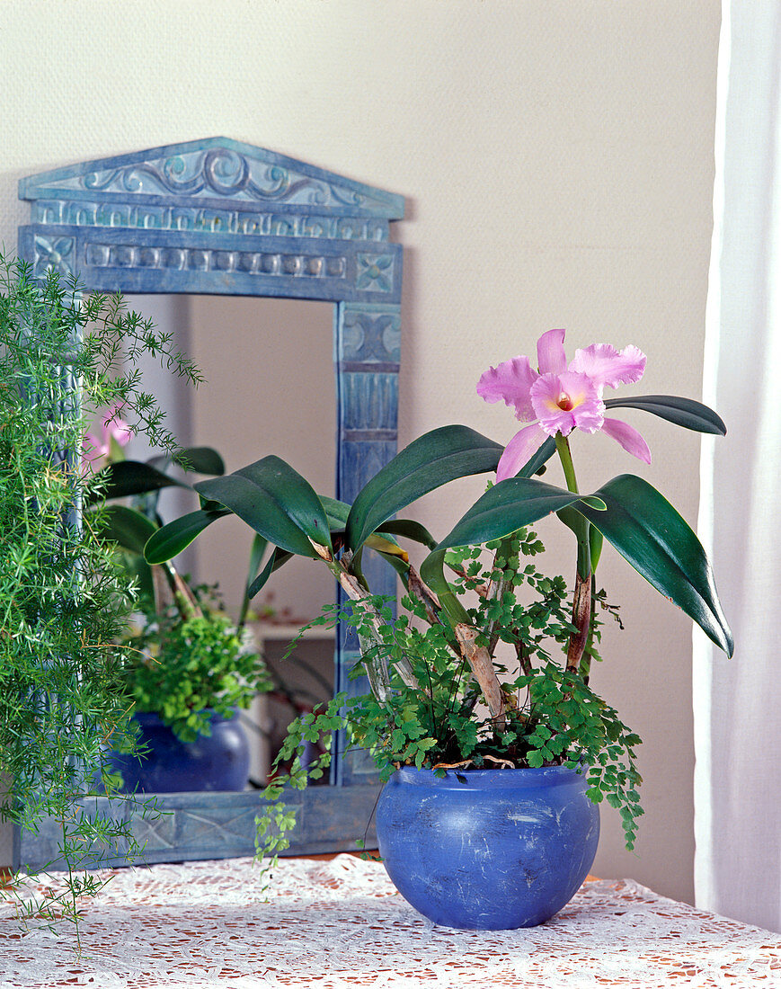 Cattleya hybrid and Adiantum raddianum