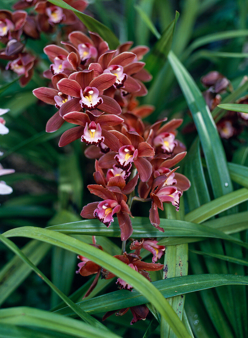 'Cymbidium pontac 'Mont Millais'