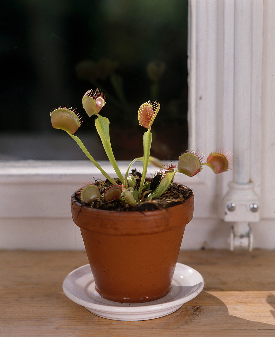 Dionaea muscipula