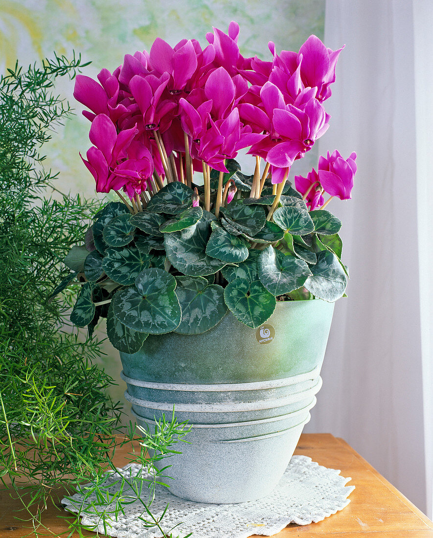 Alpenveilchen (Cyclamen persicum)