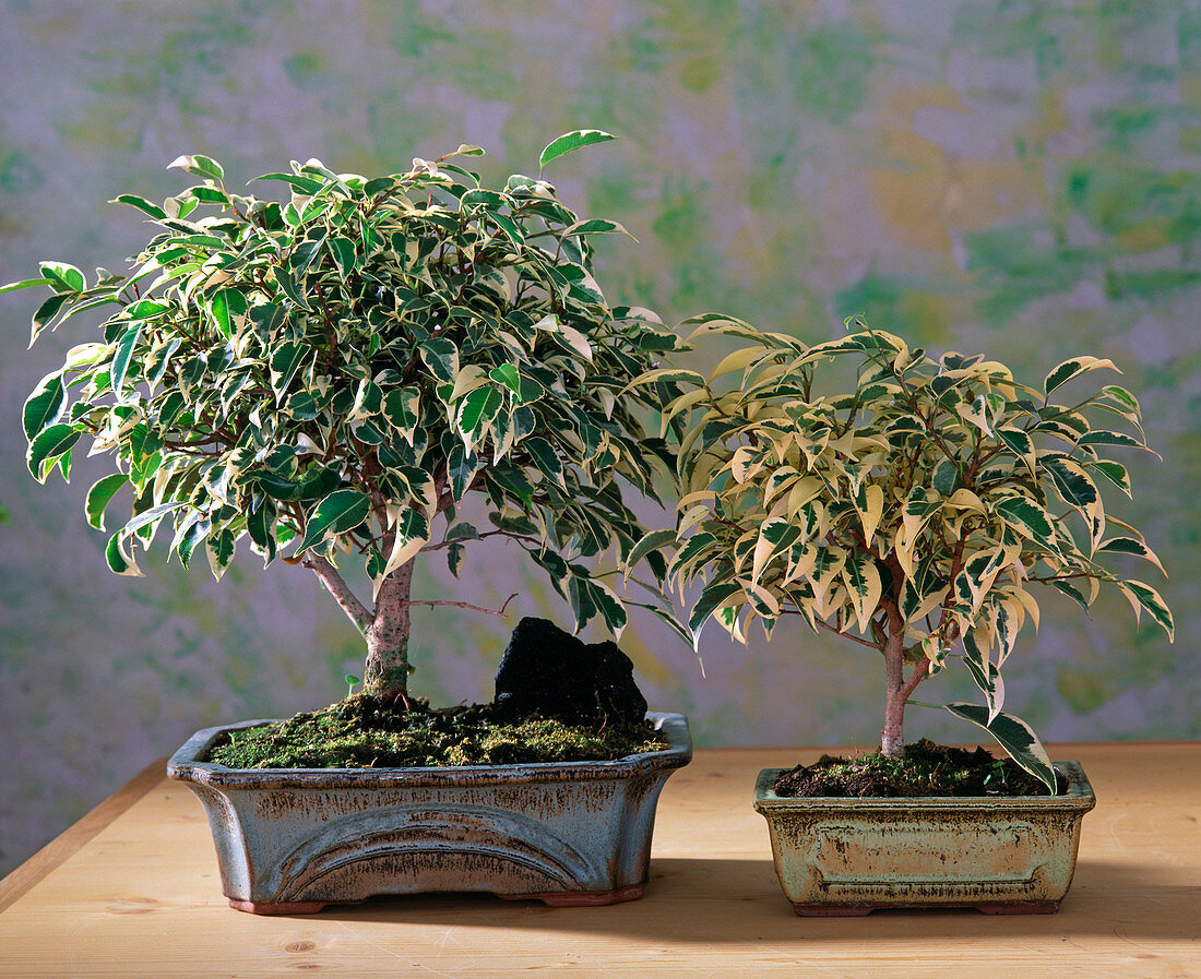 Ficus benjamina 'Starlight' (Sternenlicht)