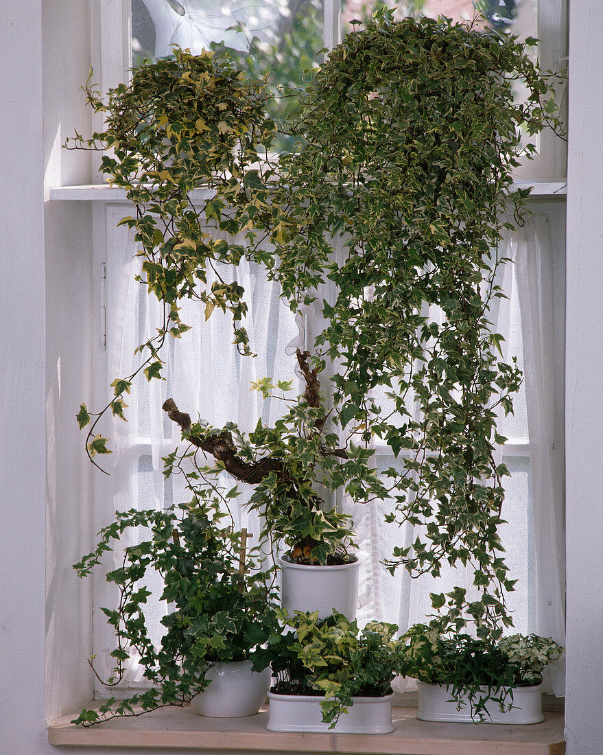 Hedera-Helix hybrid at the window