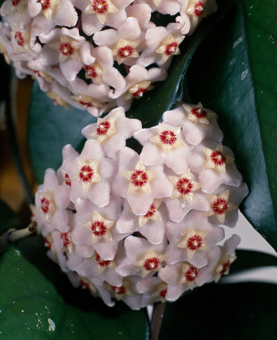 Hoya CARNOSA