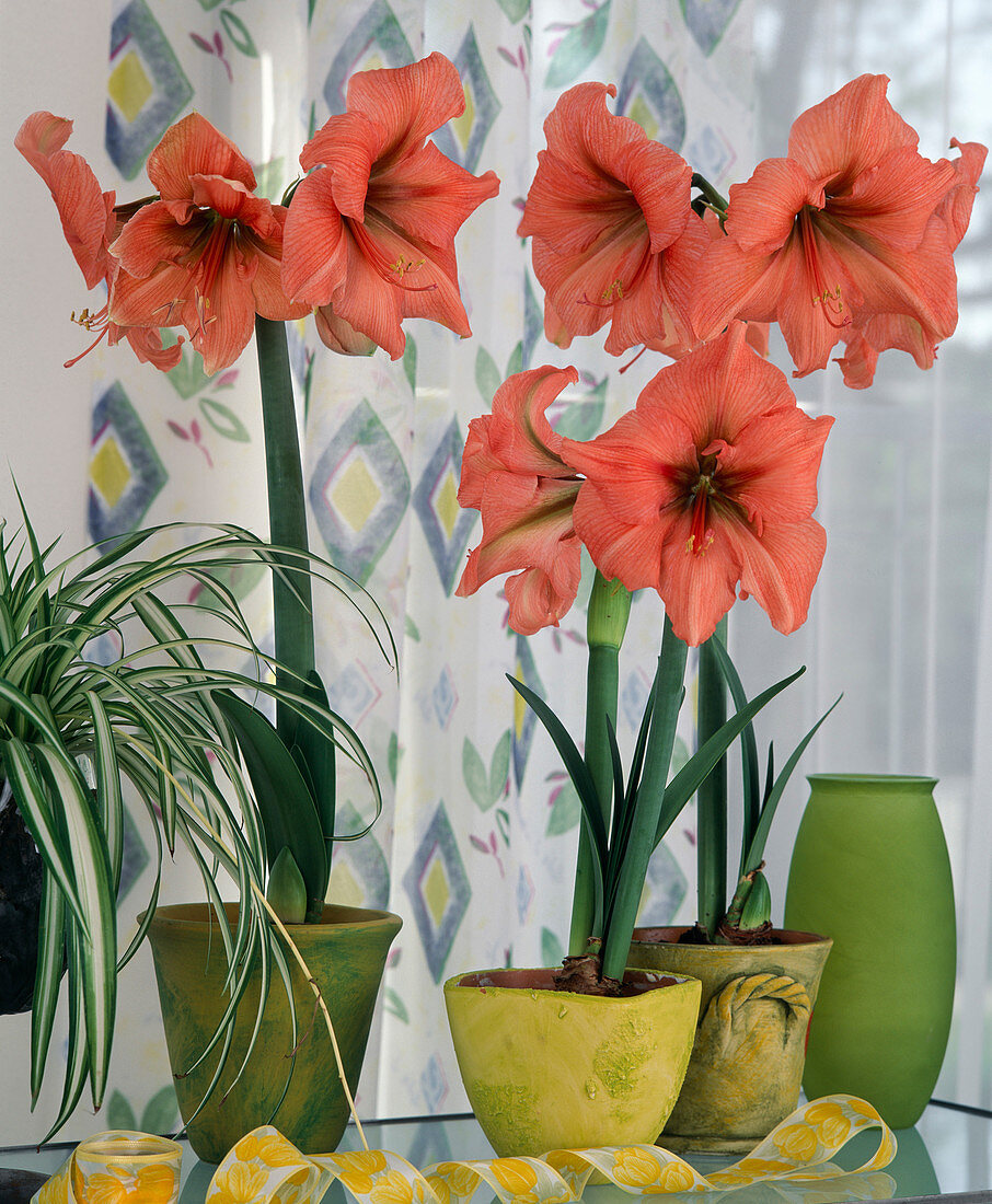 Hippeastrum-Hybr. 'Rilona'