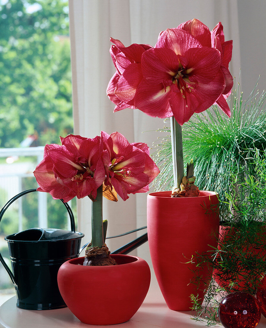 Hippeastrum-Hybr. 'Telstar'