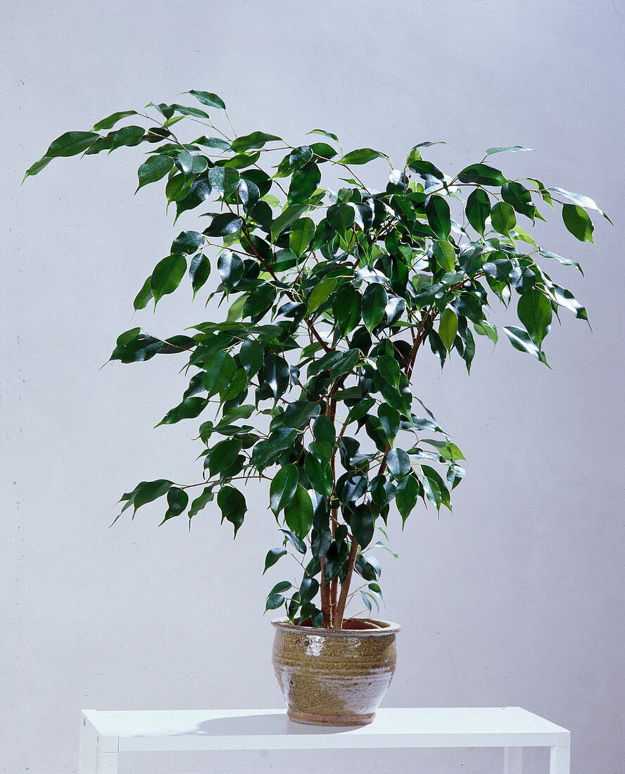 Ficus benjaminia