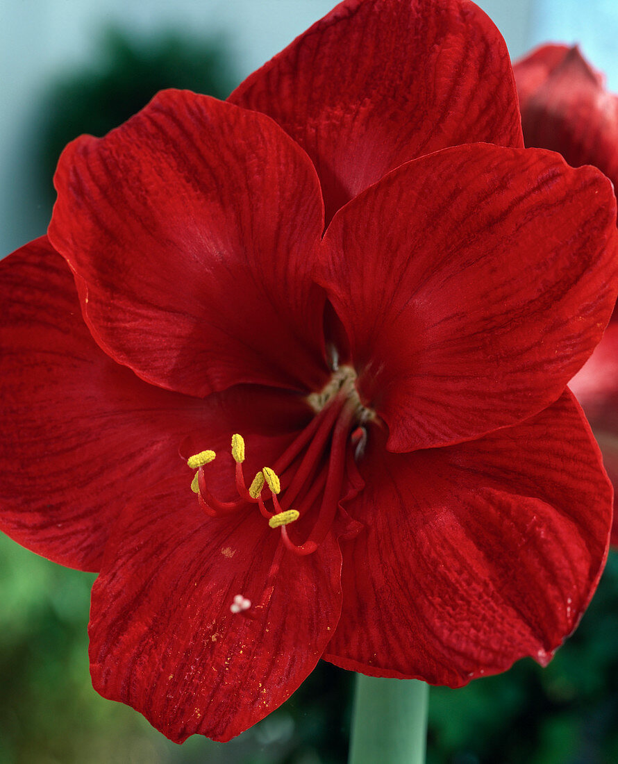 Hippeastrum-Hybr.