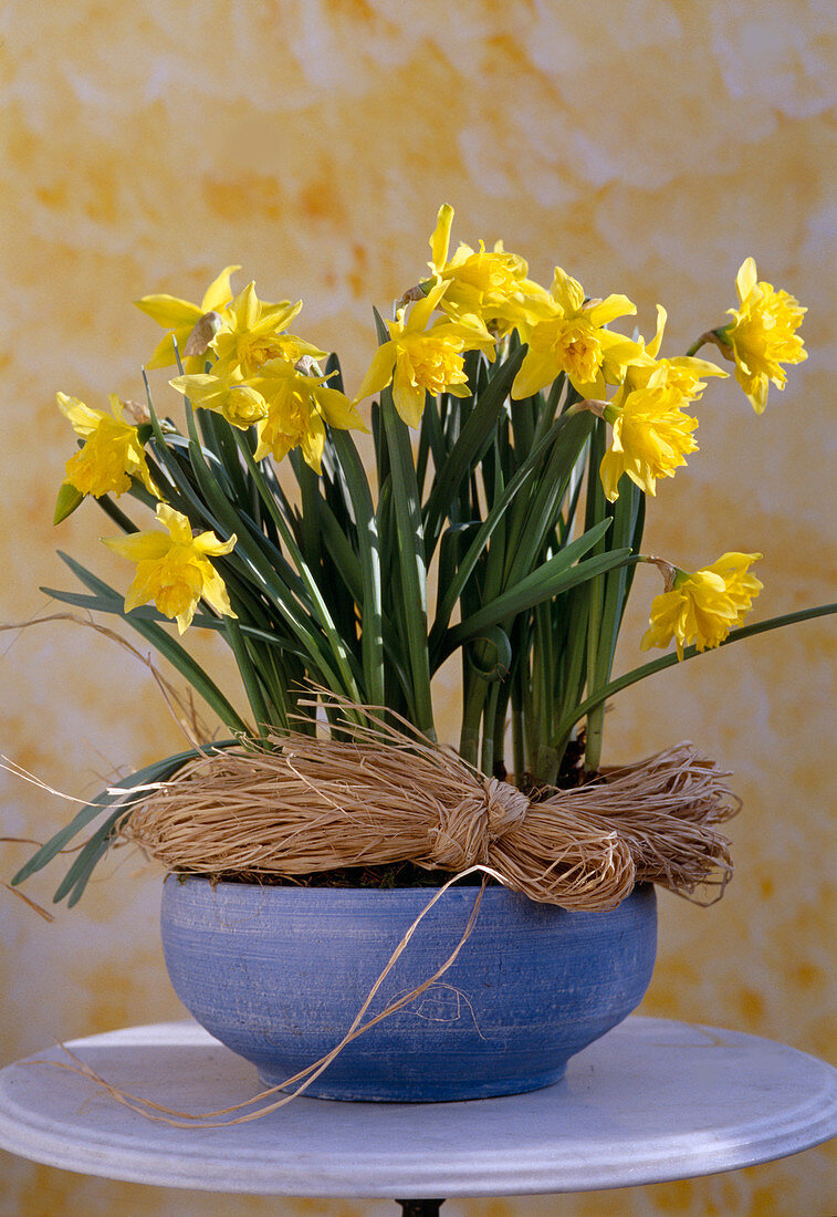 Narcissus 'von Sion'