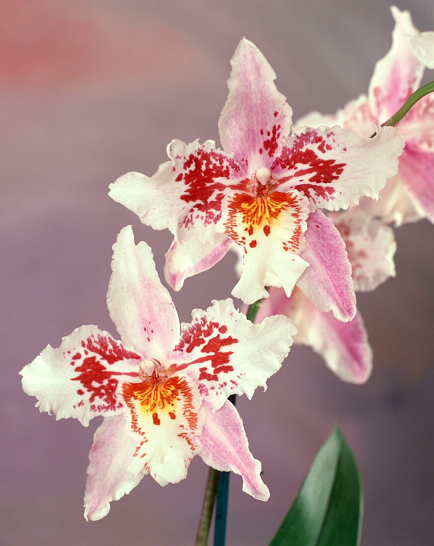 Odontoglossum-HYBR.