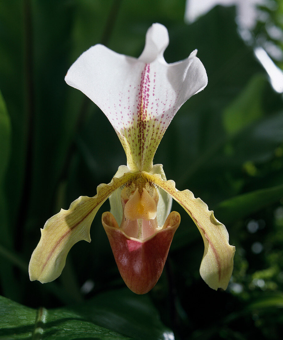 Paphiopedilum-Hybride