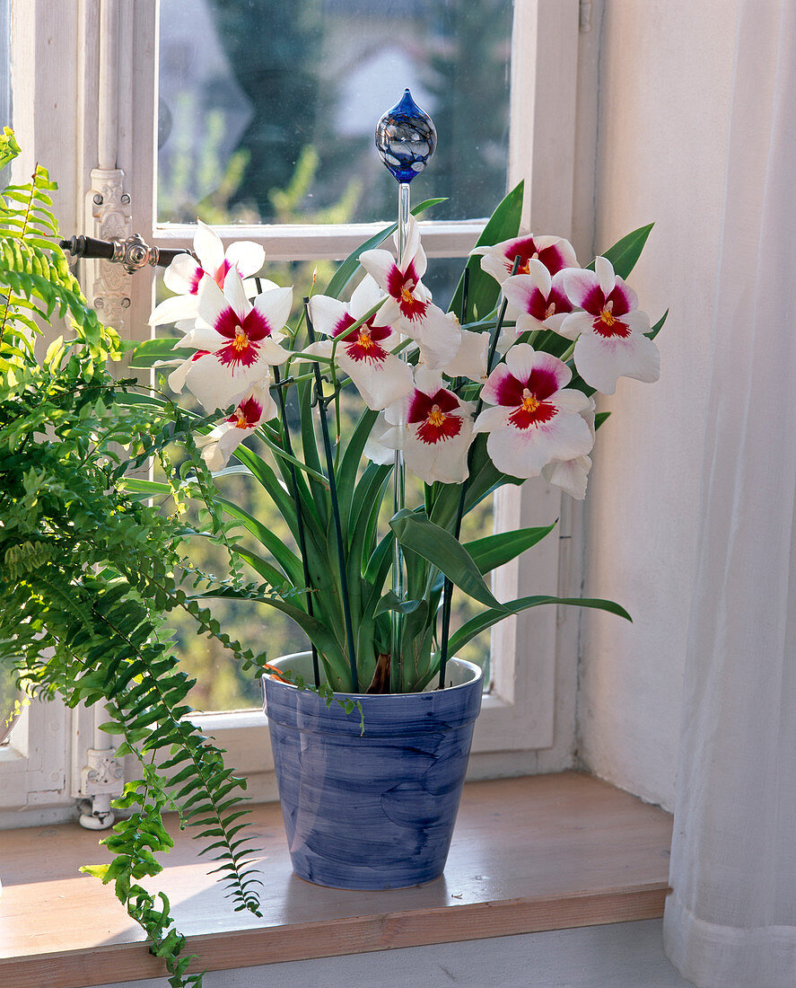 Miltonia-HYBR.