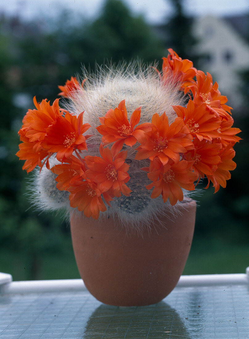 Rebutia hybrids