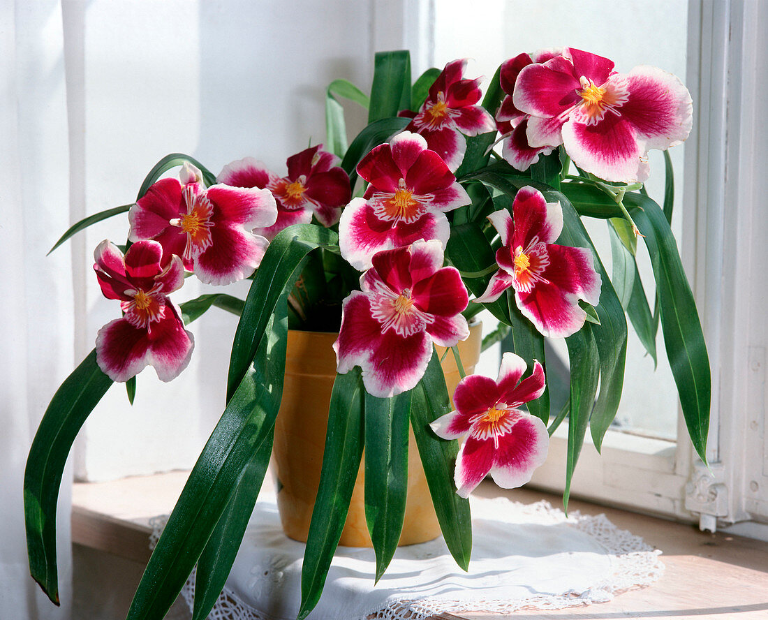 Miltonia-HYBR.