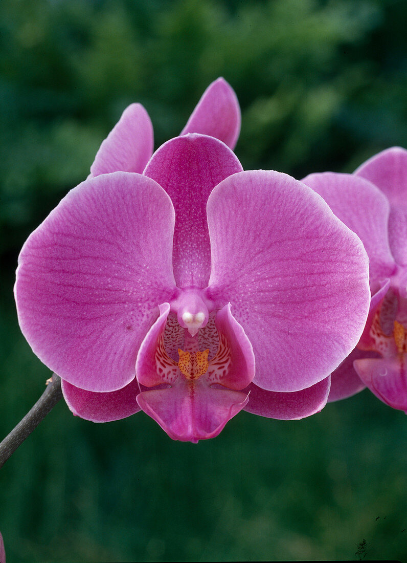 Phalaenopsis hybrids