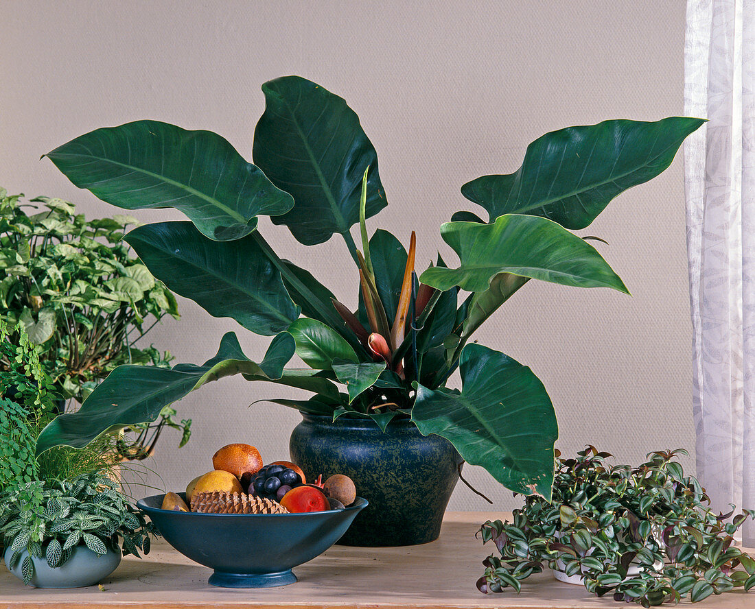 Philodendron - Hybride 'Imperial Red'
