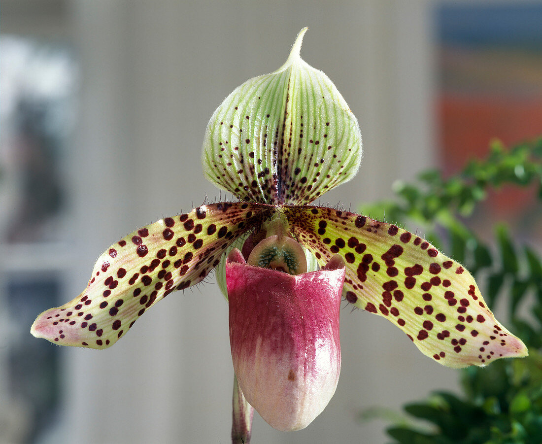 Paphiopedilum - HYBR. 'Graham Robertson'