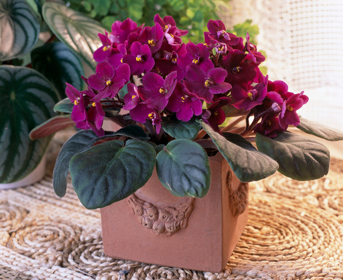 Saintpaulia ionantha-filled African violets in colorful glass pots
