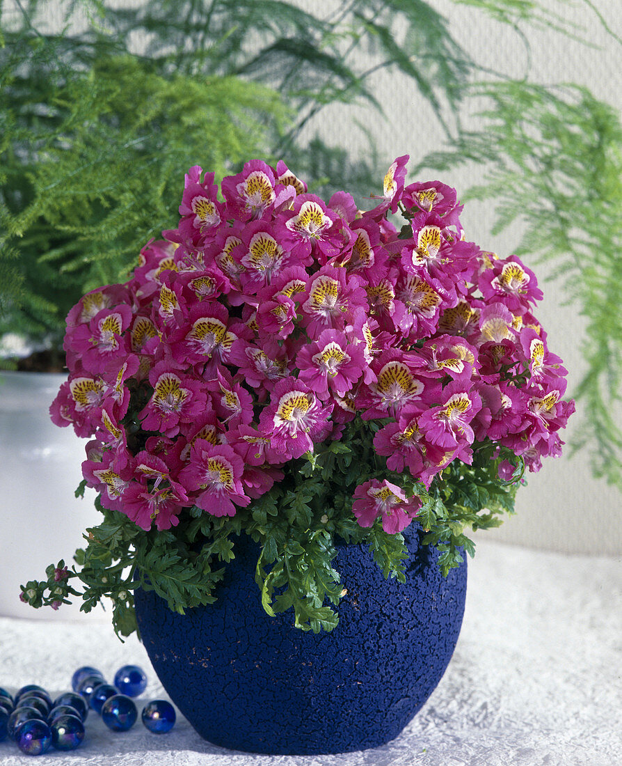 Schizanthus wisetonensis hybrid