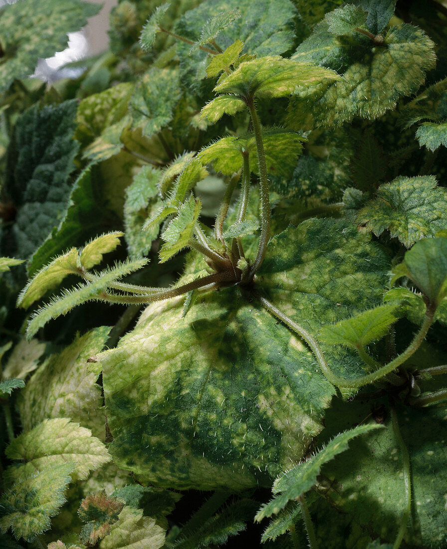 Tolmiea mentiesii