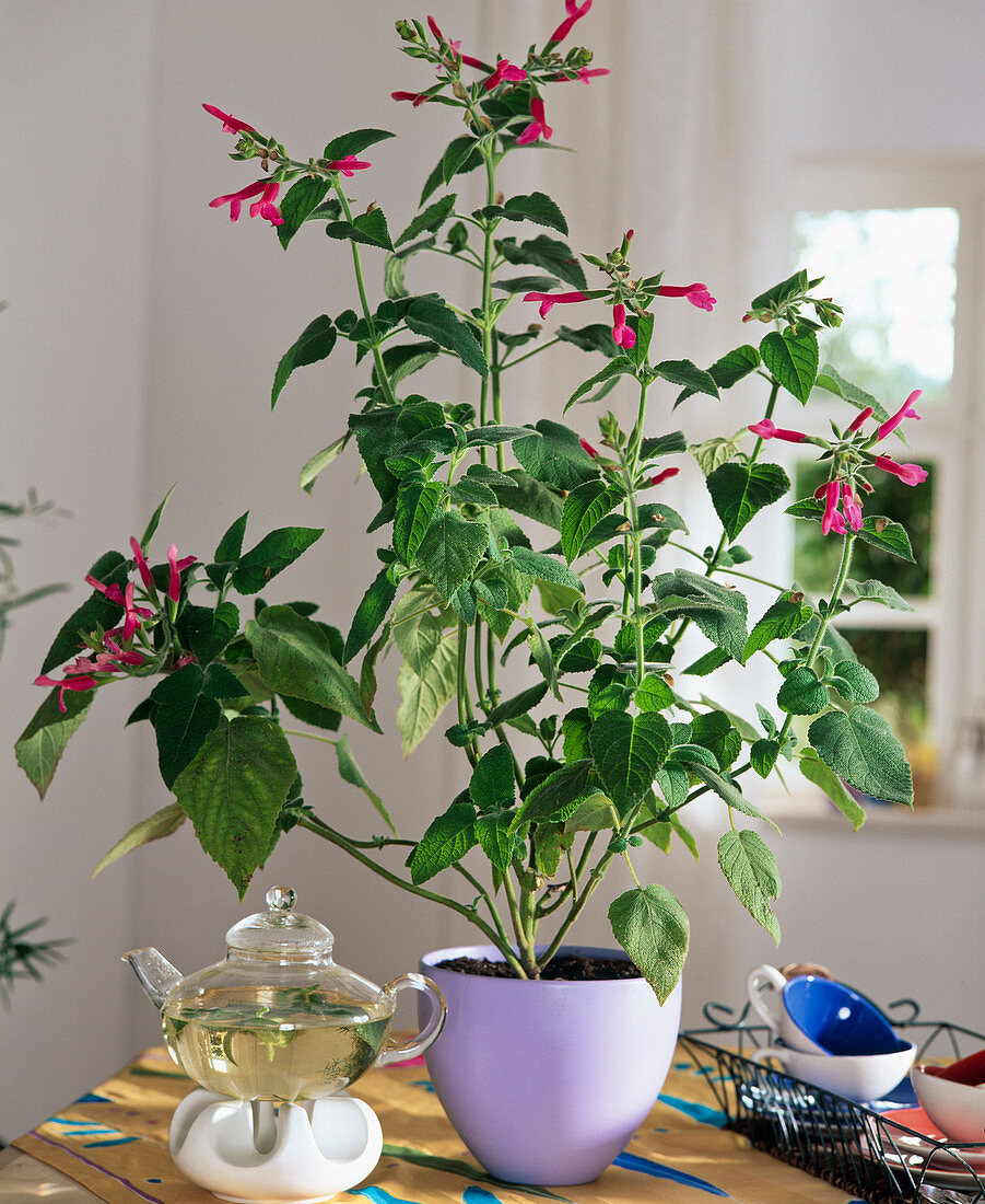 Salvia Dorisiana
