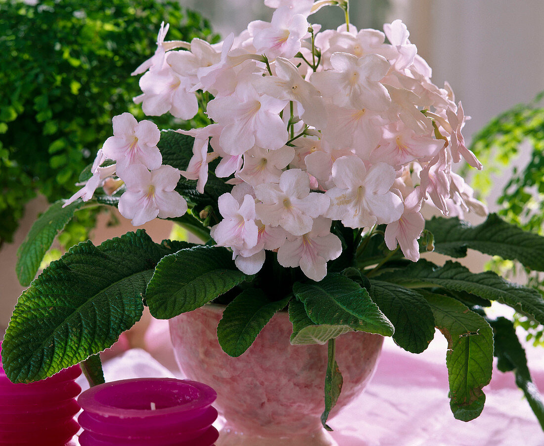 Streptocarpus hybrid 'Lady'