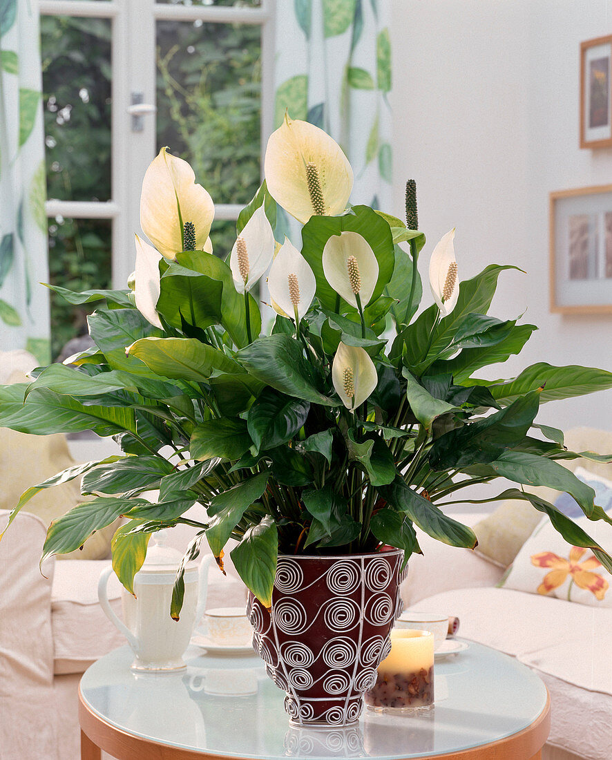 Spathiphyllum floribundum (Einblatt)