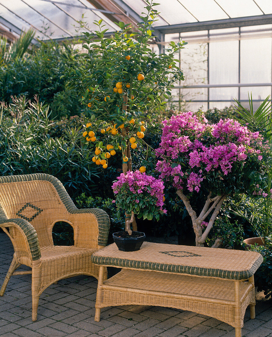 Bougainvillea, citrus, wicker furniture