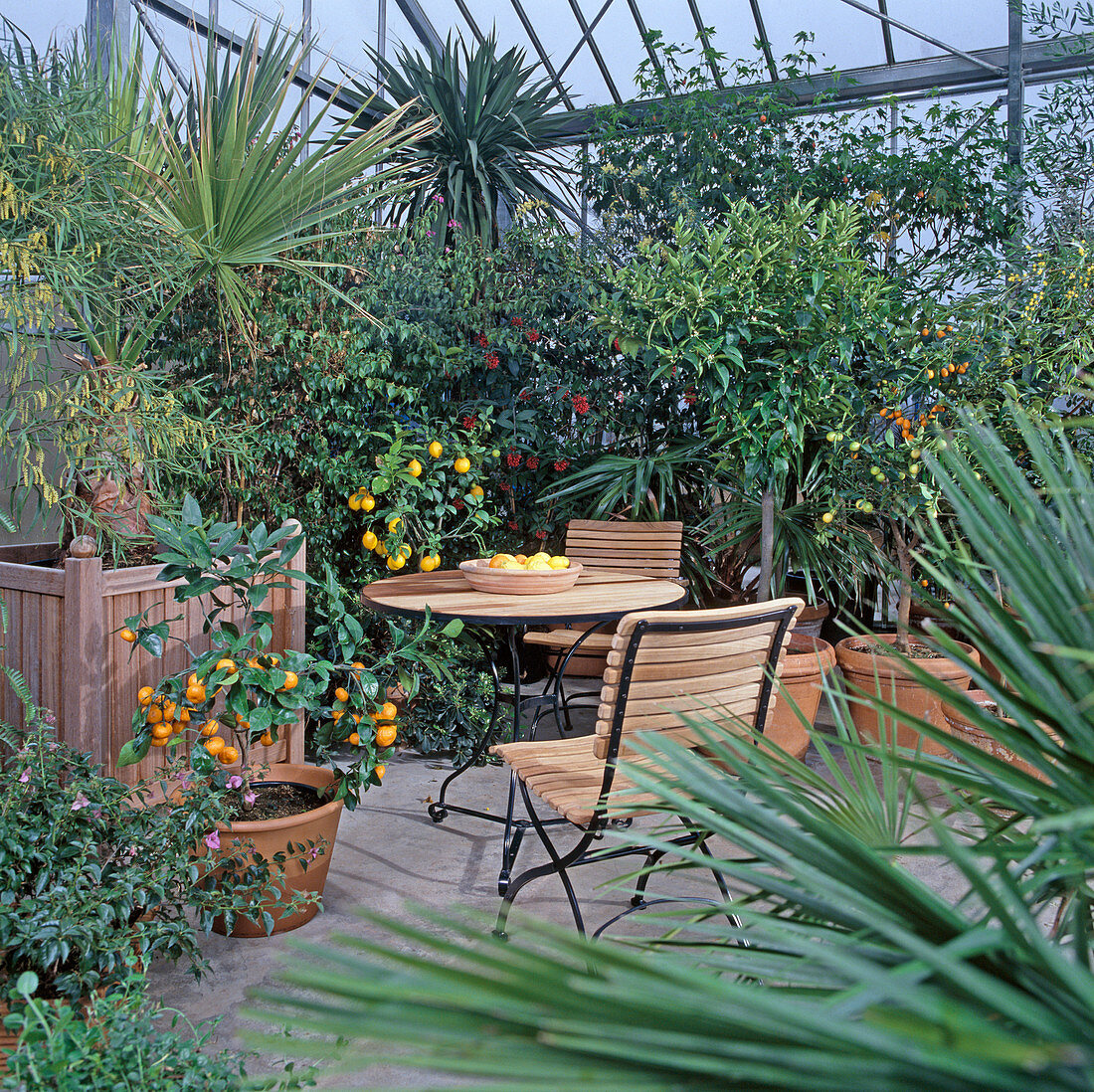 Greenhouse with Citrus, Acacia