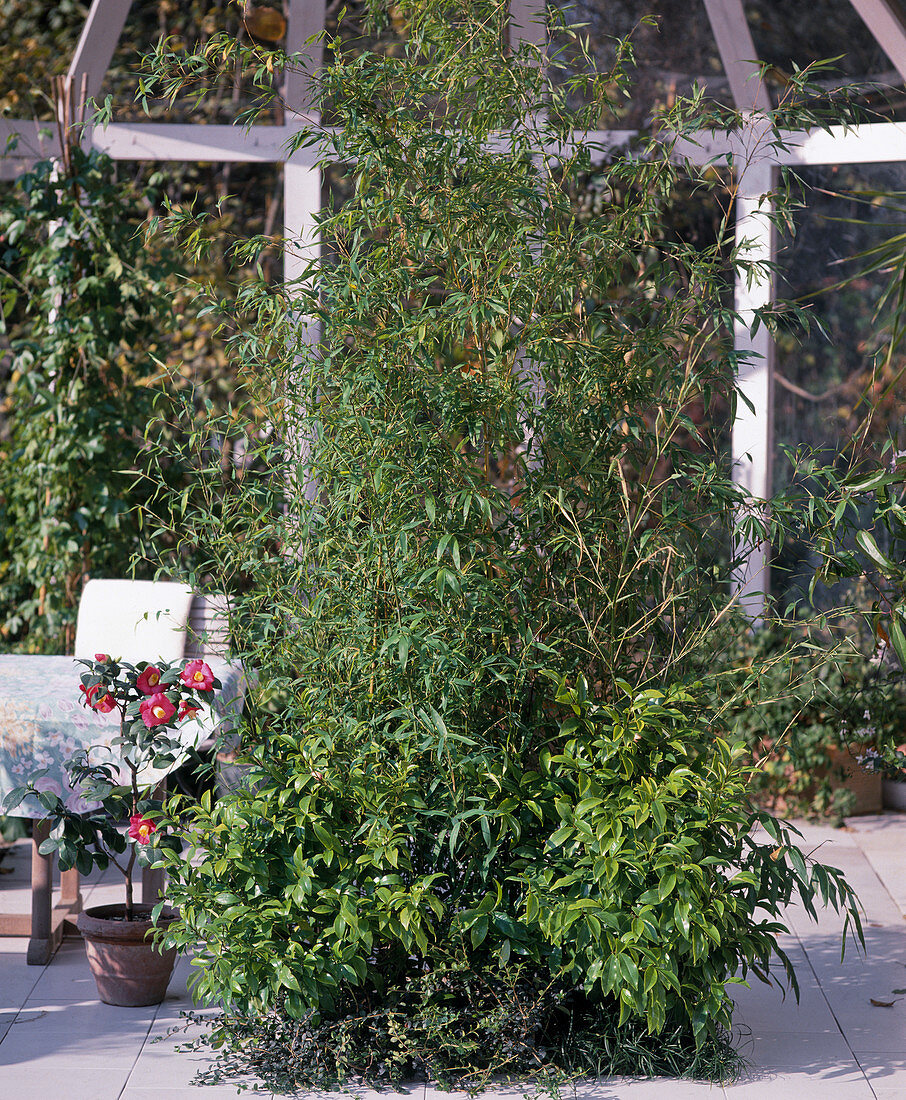 East Asian conservatory, Phyllostachys
