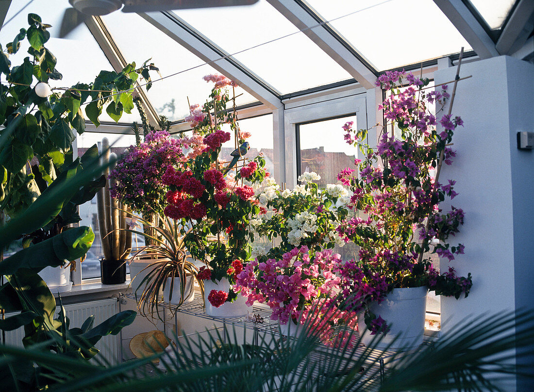 Bougainvillea in various colors