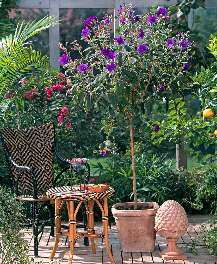 Tibouchina Urvilleana